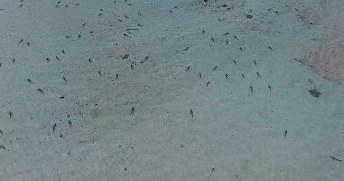 A vertical airborne shot of dozens of sharks swimming in shallow water at  Shark Bay in Western Australia
