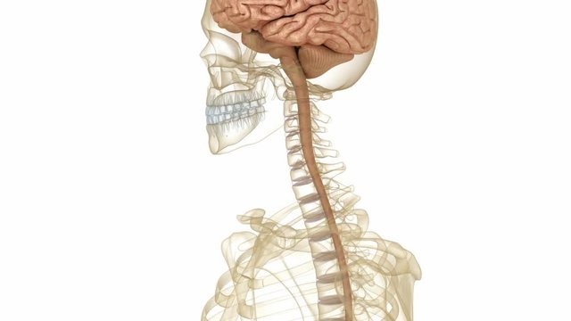 Brain and skeleton, human anatomy. Medically accurate 3D animation
