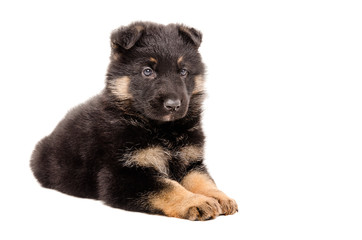 German Shepherd puppy lying isolated on white background