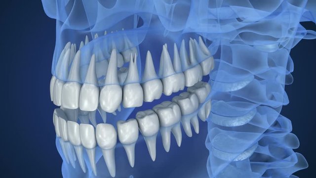Transparent scull and teeth , xray view . 3D animation