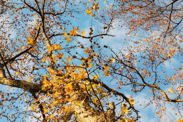 Liquidambar in autumn