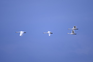 空を飛ぶ白鳥