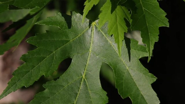 Illinois maple leaves, closeup of a Silver Maple&not;&dagger;leaf blowing in the wind.