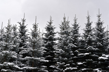 White fluffy snow on fur-trees, cloudy day