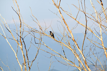 Bird on a bare tree