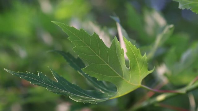 Illinois maple leaves, closeup of a curled Silver Maple&not;&dagger;leaf.