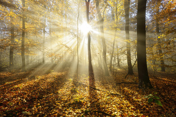 Autumn, Forest of Deciduous Trees Illuminated by Sunbeams through Fog, Leafs Changing Colour