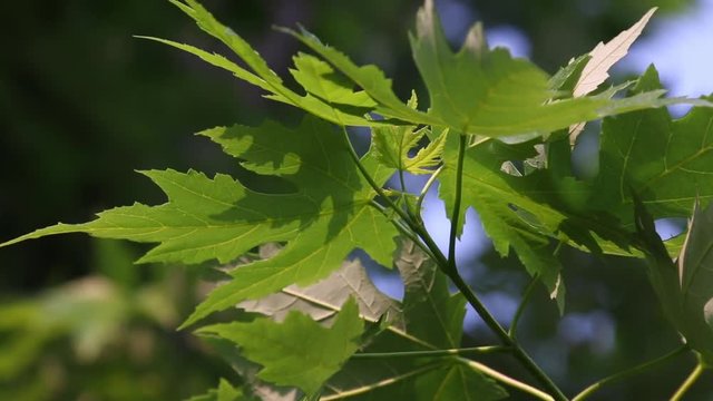 Illinois maple leaves, curled Silver Maple&not;&dagger;leaves in nature.