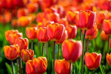 Red and yellow blossoming tulips in early morning sunlight - obrazy, fototapety, plakaty