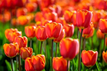 Foto op Aluminium Red and yellow blossoming tulips in early morning sunlight © Ruud Morijn