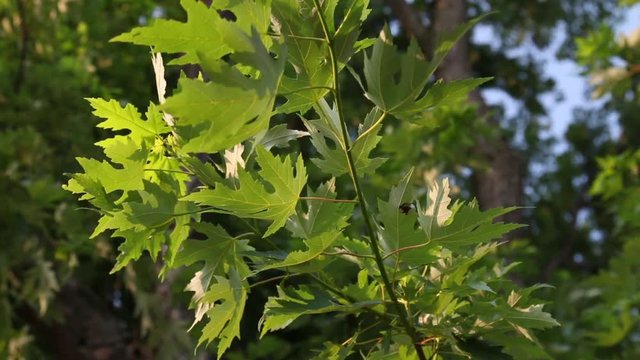 Illinois maple leaves, closeup of a Silver Maple&not;&dagger;leaf blowing in the wind.