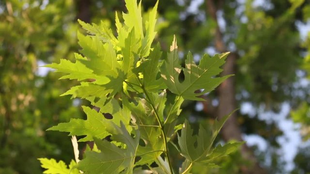 Illinois maple leaves, closeup of a Silver Maple&not;&dagger;leaf blowing in the wind.