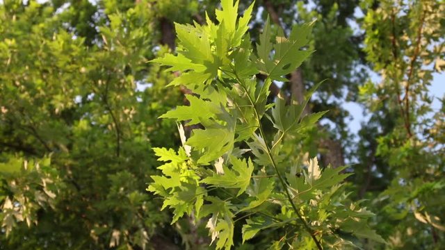 Illinois maple leaves, Silver Maple&not;&dagger;leaves blow in the wind.