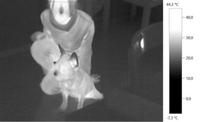  thermal image photo, french bulldog with person, gray scale