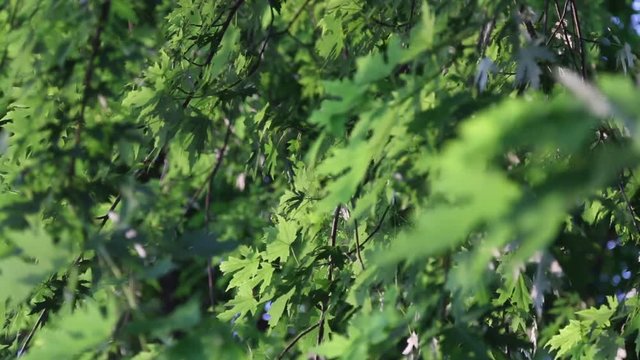 Illinois maple leaves, Silver Maple&not;&dagger;leaves blow in the wind.