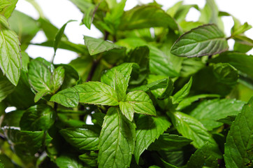 bush fragrant peppermint isolated on white background