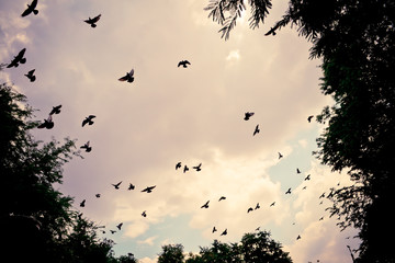 bird flying in the sky