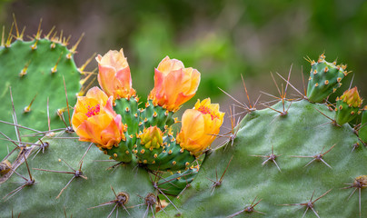 Cactus flowers blooming in the wild, although hemp leaf shapes but for fragrant beauty of the natural environment in arid regions