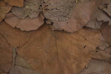 Fototapeta premium Dry leaf close up pattern background; brown natural detail.