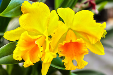 Yellow cattleya flowers bloom in garden with large petals bloom as a maid to dress bat and lips ripe spring