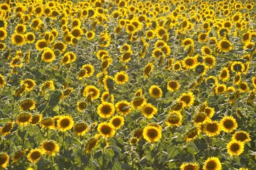 sun flower field