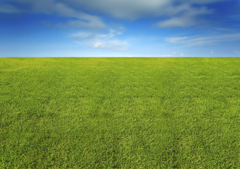 Fototapeta na wymiar nature image of lush grass field under blue sky for background and copy space