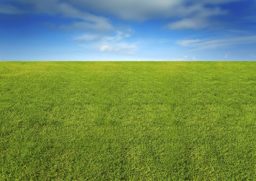 nature image of lush grass field under blue sky for background and copy space