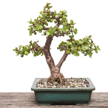 Jadebaum (Portulacaria afra) als Bonsai Baum