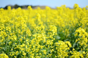 菜の花畑