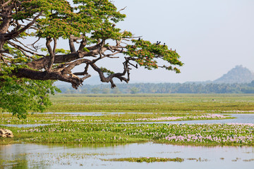 Birds sitting on big tree against swamp and lake, Tissamaharama, Sri Lanka