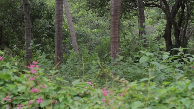 Muttom Forest India, the Muttom Forest in Muttom, India.