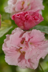 Pink hibiscus flowers