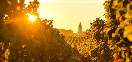 Saint Emilion Vineyard Sunrise, Bordeaux Wine - obrazy, fototapety, plakaty