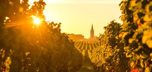Foto op Plexiglas Saint Emilion Vineyard Sunrise, Bordeaux-wijn © FreeProd