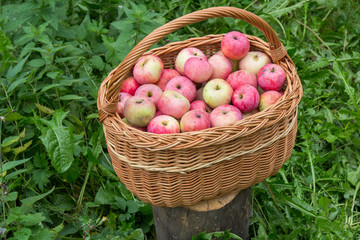 Урожай яблок