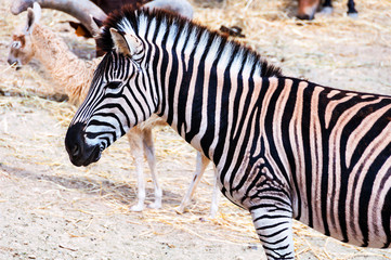 Fototapeta na wymiar Zebra in Safari Park in Costa Blanca, Spain