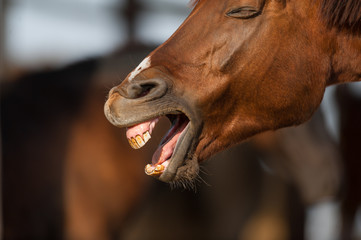 Red horse yawning outdoor