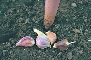 Planting garlic in the autumn.