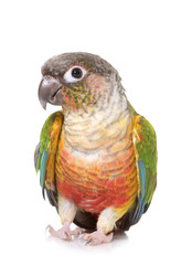 conure in studio