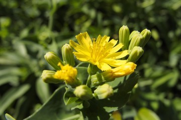 ニガナの花