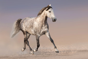 Fototapeta na wymiar Grey horse trotting on sandy field