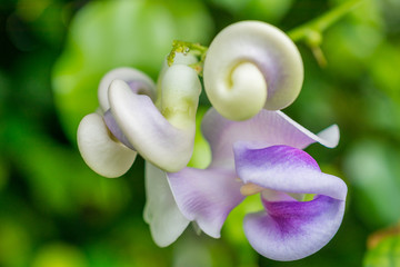 macro detail of white and purple tropical orchid