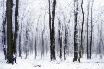 winter forest with mist and snow