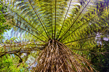 rain forest with ferns in new zealand