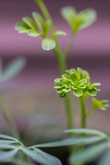 macro detail of a rue herb plant