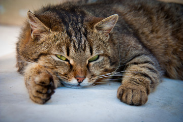 Кот дремлет на столе