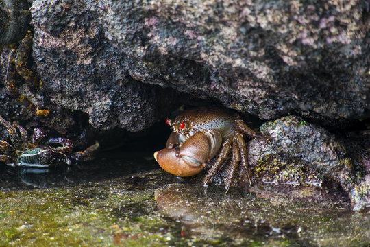 Crab under stone on the sea shore