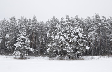 Trees covered with snow in the winter wood