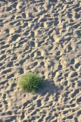 Grass on sand ,green nature, pattern,  dry