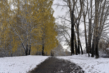 Track in autumn park covered with the first snow